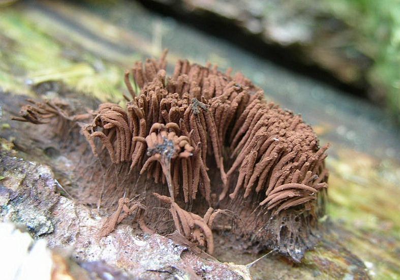 Stemonitis sp.